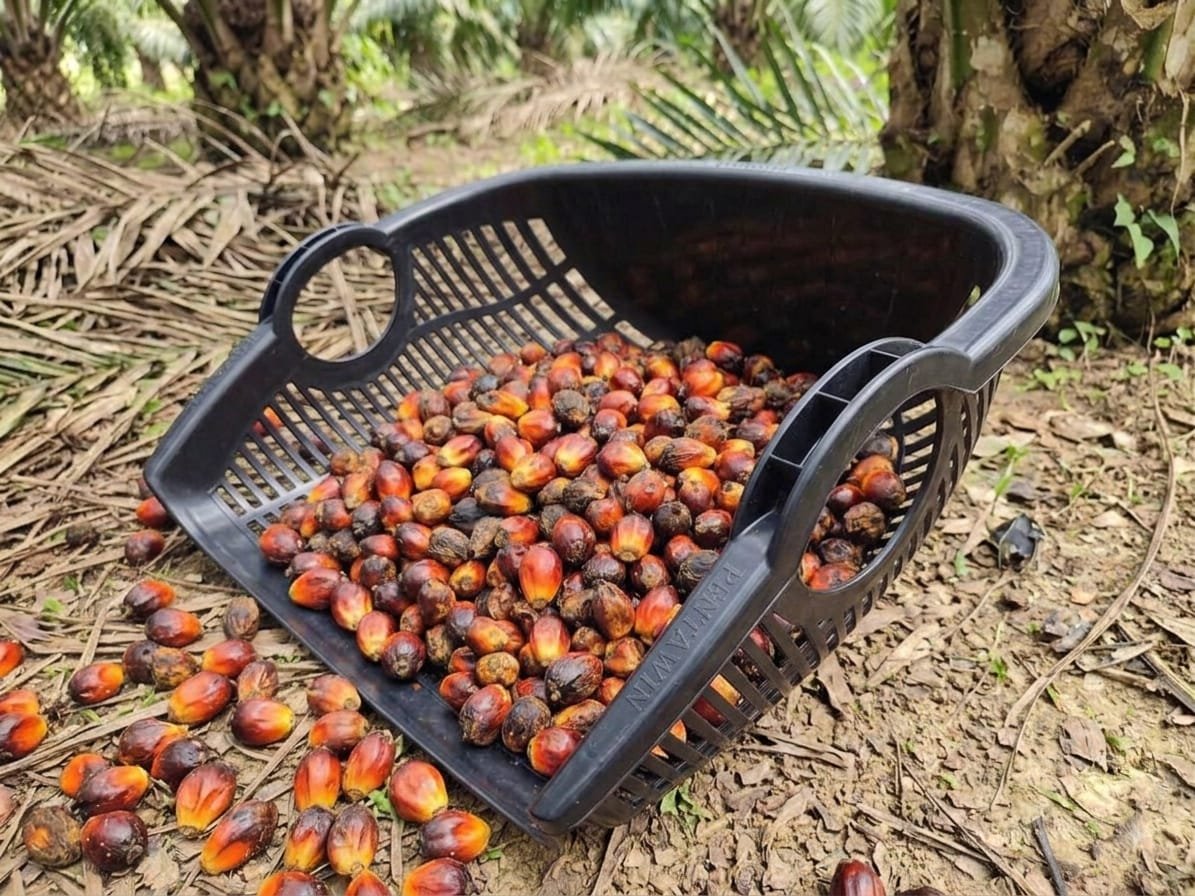 Keranjang Brondolan / Loose Fruit Basket